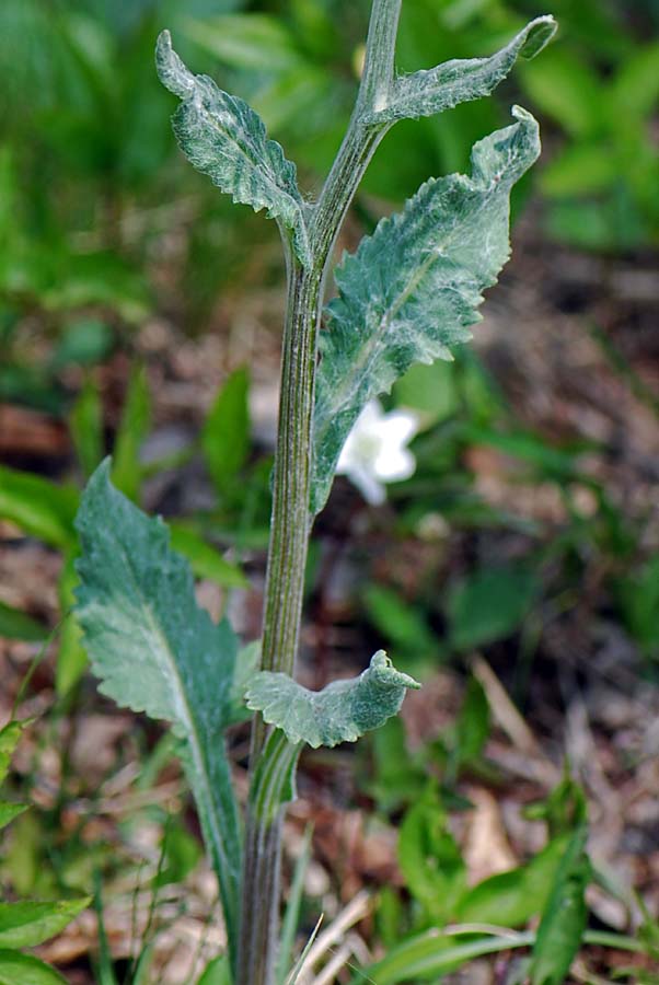 Tephroseris longifolia  ssp. gaudinii